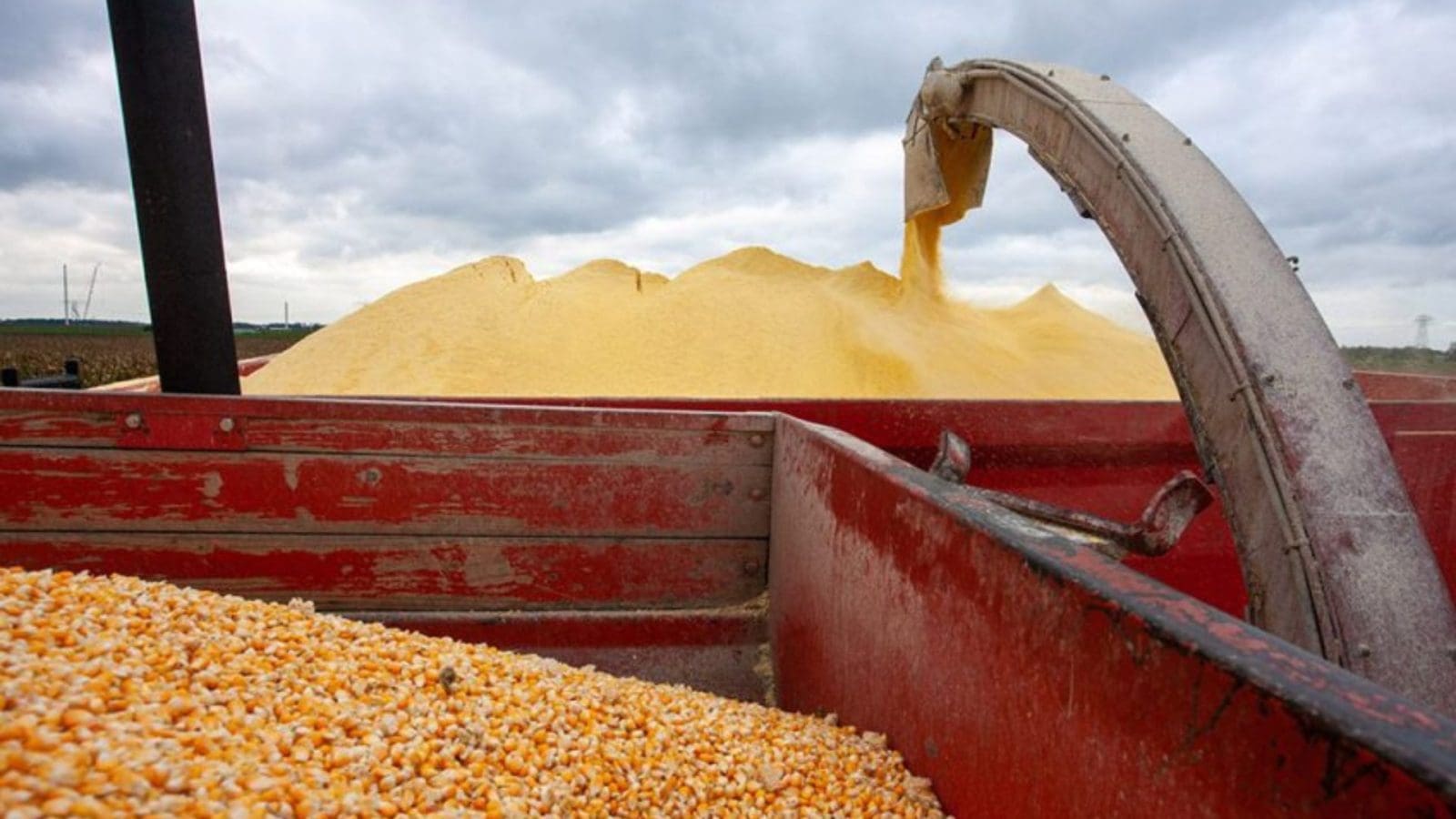 Ukraine Rice Ukrainian corn prices reach five-month high on strong Turkish demand ...